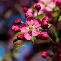 Spring Blossoms