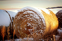 Winter Hay