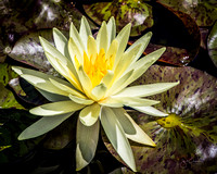 Botanic Gardens