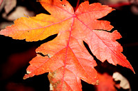 Fall Leaves