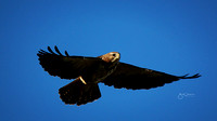 Hawks 2016