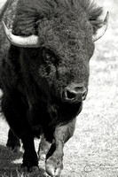 Buffalo