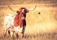 Longhorns 2018