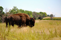 Rocky Mountain Arsenal Wildlife Refuge